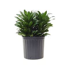 نبات دراسينا (Dracaena “Janet Craig” (Dracaena deremensis نباتات منزلية لا تحتاج للشمس