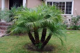 نخيل قزم التمر (Dwarf Date Palm (Phoenix roebelenii