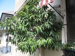 نبات اللبخ (Ficus Alii (Ficus macleilandii