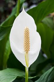زنبقة السلام (الزهرة البيضاء) (Peace Lily (Spathiphyllum 