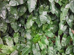 نبات فيلودندروين (Philodendron (Philodendron sp نباتات منزلية عطرية
