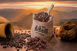 افضل محاصيل قهوة في السعودية عام 2023